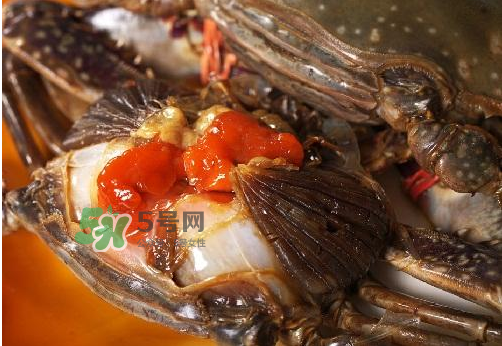 梭子蟹有蟹黃嗎？梭子蟹蟹黃在哪里？