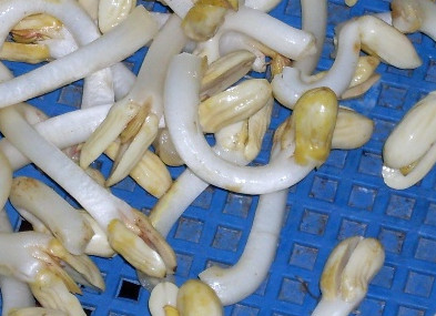 花生芽多少錢一斤？花生芽苦味有毒嗎？