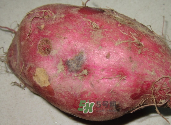 地瓜發(fā)芽能吃嗎？地瓜發(fā)芽了還可以吃嗎