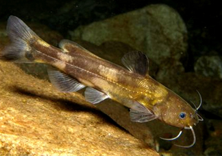 黃蜂魚(yú)怎么煮好吃？黃蜂魚(yú)燉湯孕婦可以喝嗎