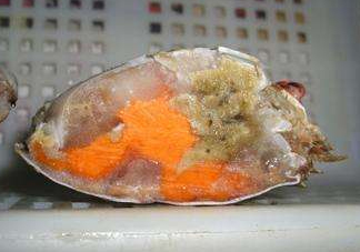 梭子蟹有蟹黃嗎？梭子蟹蟹黃在哪里？