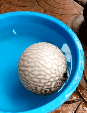 河豚魚(yú)多少錢(qián)一斤？河豚為什么會(huì)鼓起來(lái)