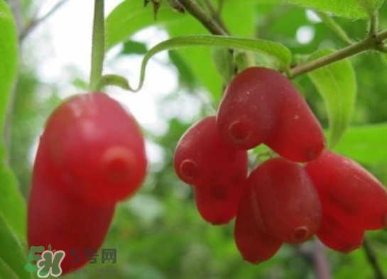 杈杷果能放時間長嗎？杈杷果怎么保存？