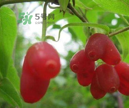 杈杷果多少錢一斤？杈杷果價格表