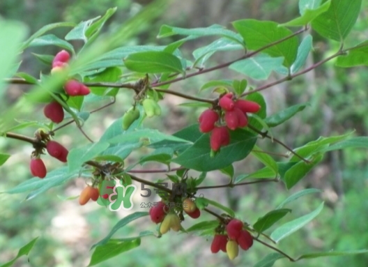 杈杷果多少錢一斤？杈杷果價格表