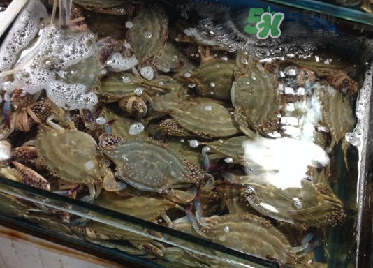 梭子蟹能放多久？梭子蟹能活多久？