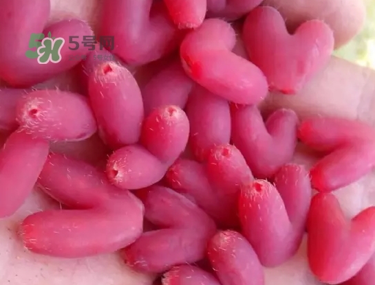 杈杷果怎么吃？杈杷果食用方法