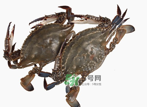 梭子蟹一只大概多重？梭子蟹一斤一般幾只？