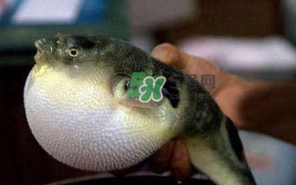 河鲀可以養(yǎng)嗎？河鲀有毒為什么還要吃