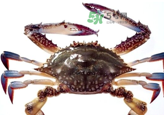 梭子蟹一只大概多重？梭子蟹一斤一般幾只？