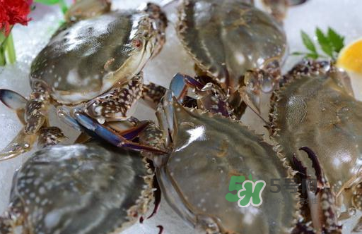 梭子蟹一只大概多重？梭子蟹一斤一般幾只？