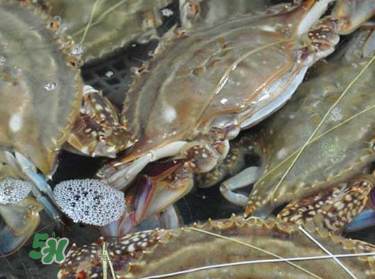 梭子蟹為什么這么貴？梭子蟹和大閘蟹哪個貴？