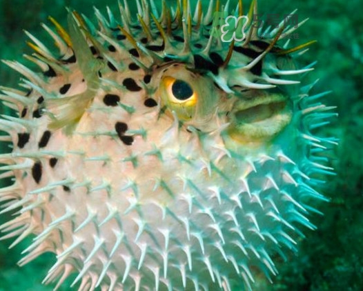 河鲀多少錢一只？河鲀多少錢一斤