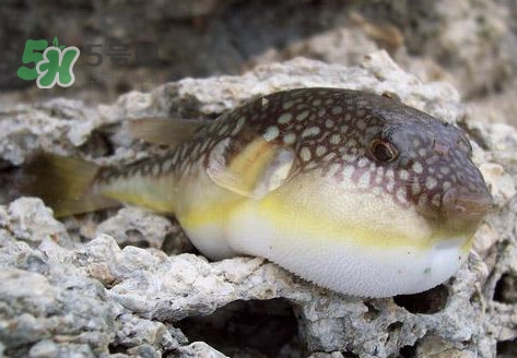 河鲀是淡水魚嗎？河鲀是哺乳動物嗎