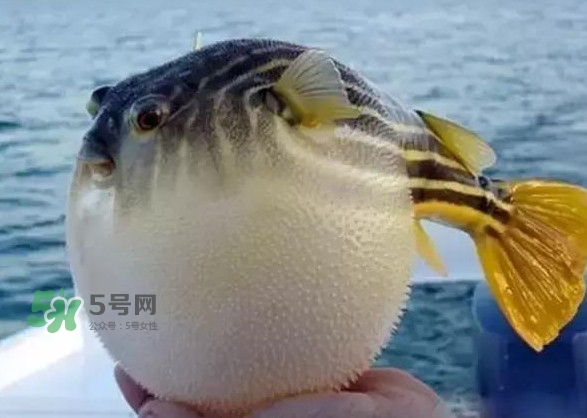 河鲀和大巴魚(yú)是一回事嗎？河鲀有哪些營(yíng)養(yǎng)價(jià)值