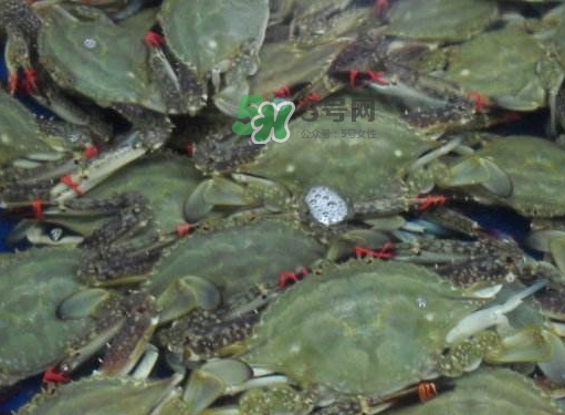 飛蟹可以冷凍嗎？飛蟹能冷凍保存嗎？