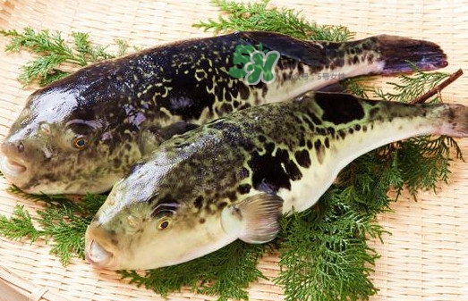 河鲀怎么吃？河鲀怎么處理