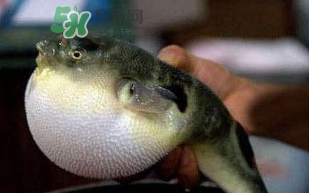 河鲀毒煮了還有毒嗎？怎樣去除河鲀的毒素