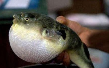 河鲀哪個部位有毒？河鲀哪個部位可以食用