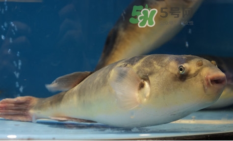 河豚能吃嗎？河豚可以吃嗎