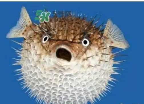 河豚可以當(dāng)寵物養(yǎng)嗎？河豚可以用淡水養(yǎng)嗎