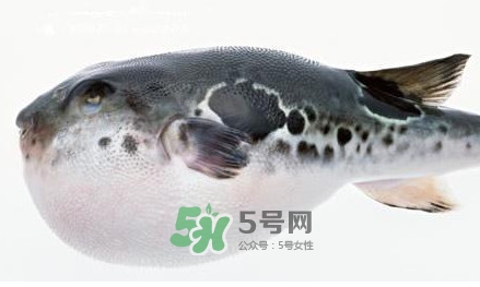 河豚究竟有多好吃？河豚最毒的部位是哪里
