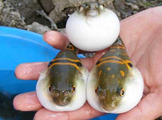 河豚魚怎么吃？河豚魚怎么去毒