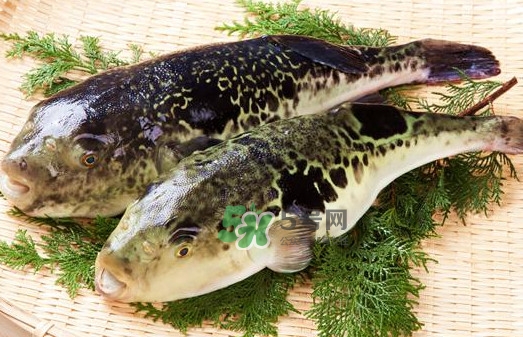 河豚魚是海鮮嗎？河豚魚是淡水魚嗎