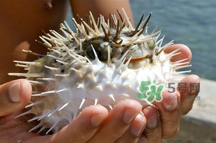 河豚中毒會(huì)產(chǎn)生幻覺(jué)嗎？河豚中毒多久發(fā)作