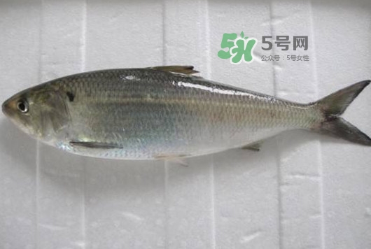 鰣魚多少錢一斤？長江鰣魚多少錢一斤2017