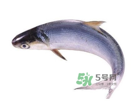 鰣魚怎么讀？鰣魚是什么魚