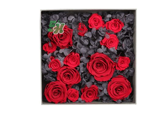 roseonly永生花可以保存多久？roseonly永生花保養(yǎng)