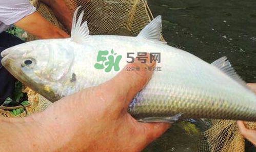 鰣魚的魚鱗能吃嗎？鰣魚為什么不去魚鱗