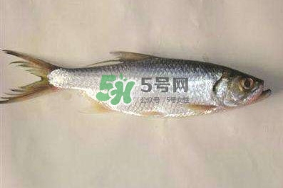 鰣魚怎么做好吃？鰣魚怎么處理