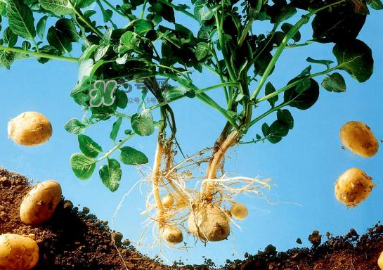 八月份可以種土豆嗎？八月份可以種馬玲薯嗎？