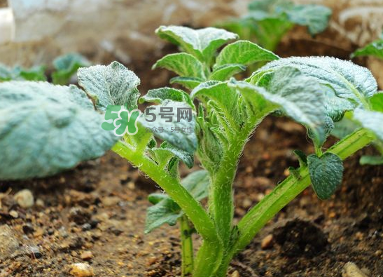 八月份可以種土豆嗎？八月份可以種馬玲薯嗎？