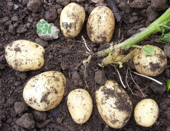 八月份可以種土豆嗎？八月份可以種馬玲薯嗎？