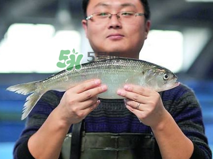 鰣魚與香魚怎么區(qū)分？鰣魚與香魚的區(qū)別