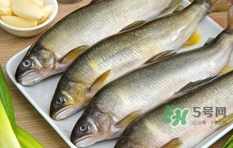 鰣魚與香魚怎么區(qū)分？鰣魚與香魚的區(qū)別