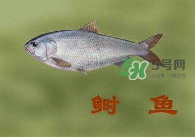 鰣魚和響魚是兩種魚嗎？鰣魚和鯽魚的區(qū)別