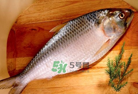 鰣魚怎么做好吃？鰣魚怎么處理