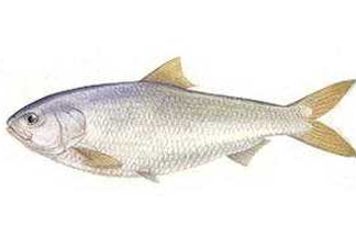 鰣魚和響魚是兩種魚嗎？鰣魚和鯽魚的區(qū)別