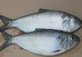 鰣魚什么時候最好吃？長江鰣魚什么上市