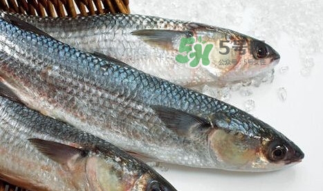 鰣魚多少錢一斤？長江鰣魚多少錢一斤2017