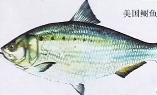 為什么吃清蒸海鰣魚都是半條？鰣魚有什么營養(yǎng)價值