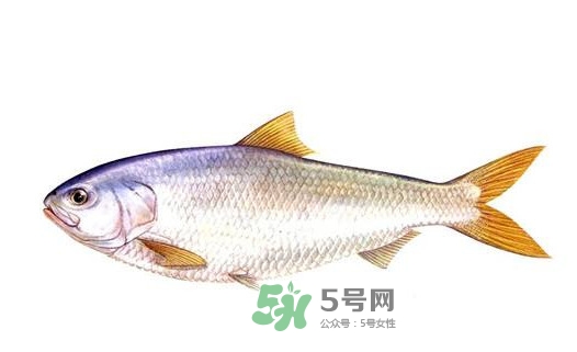 鰣魚的魚鱗能吃嗎？鰣魚為什么不去魚鱗