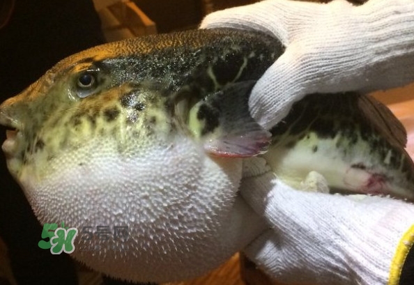 河鲀和大巴魚(yú)是一回事嗎？河鲀有哪些營(yíng)養(yǎng)價(jià)值