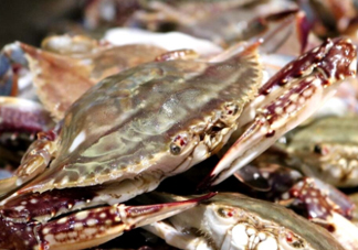 梭子蟹能放多久？梭子蟹能活多久？