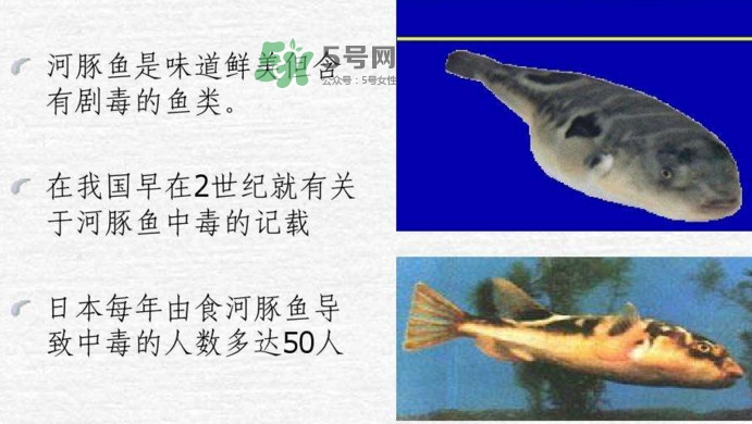 河豚中毒會(huì)產(chǎn)生幻覺(jué)嗎？河豚中毒多久發(fā)作