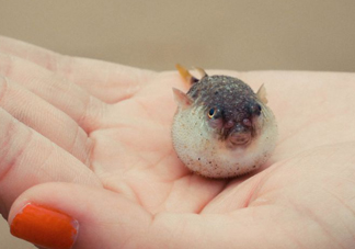 河豚可以當(dāng)寵物養(yǎng)嗎？河豚可以用淡水養(yǎng)嗎